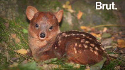 Meet the Pudu, the World's Smallest Cervid