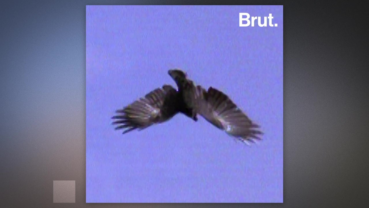 How crows use cars to crack open nuts video Dailymotion