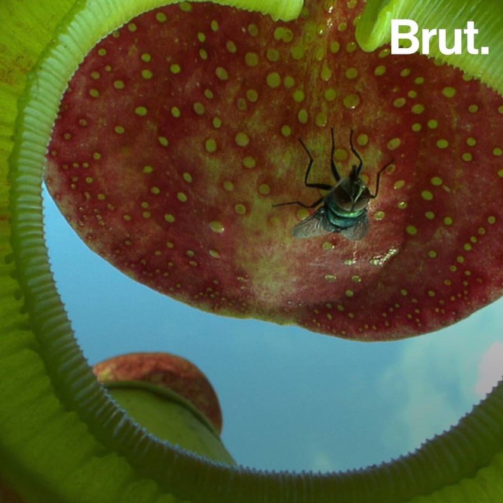 How carnivorous plants function video Dailymotion