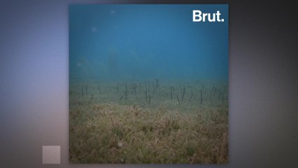 Garden eels exist in various kinds of species