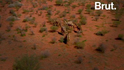 Wild dromedaries are thriving in the Australian outback