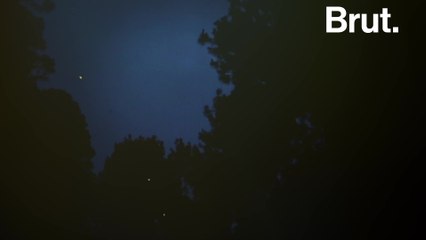 This firefly sanctuary aims to halt deforestation in this Mexican park