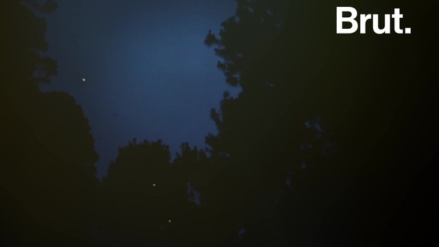 This firefly sanctuary aims to halt deforestation in this Mexican park