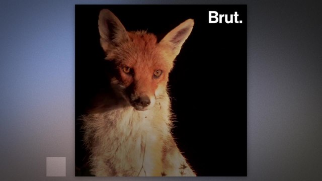 Mammals are becoming increasingly nocturnal all over the world