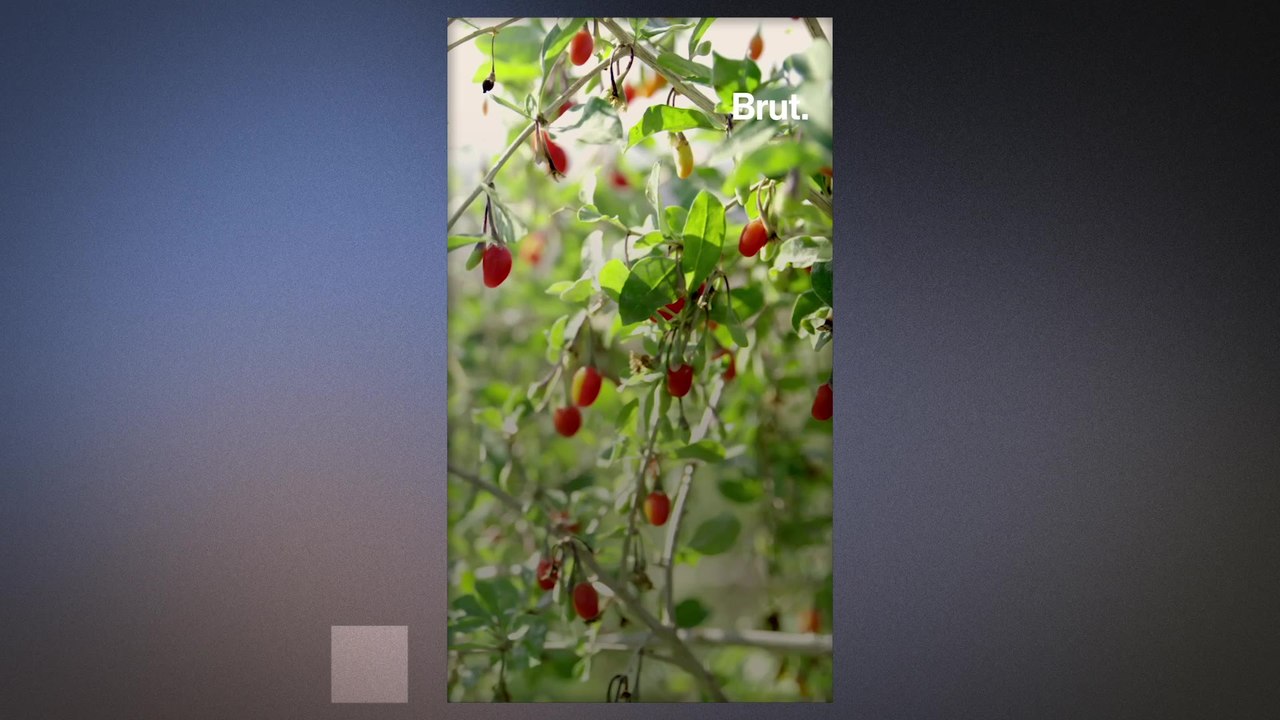 The benefits of Goji berries