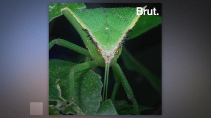 How phasmids manage to remain undetected