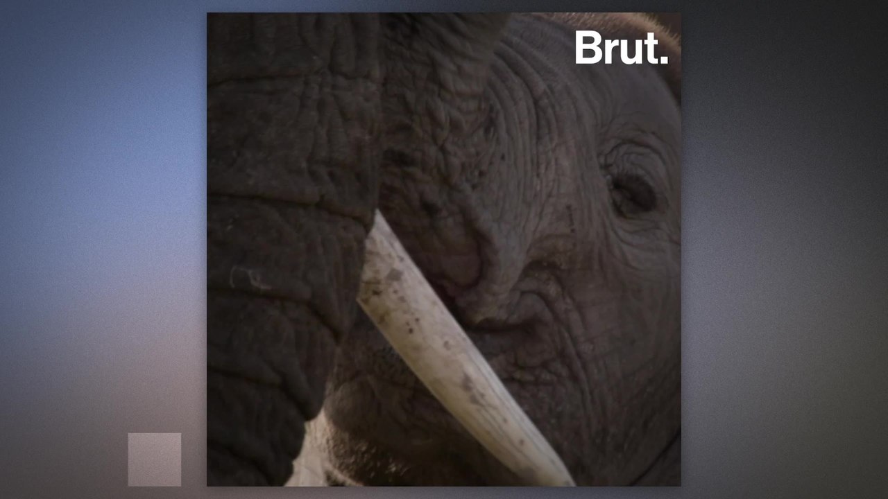 Are elephants evolving to lose their tusks? video Dailymotion