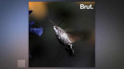 The hummingbird hawk-moth and convergent evolution