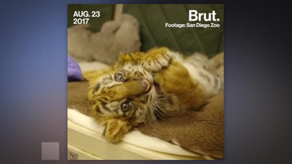 A baby tiger saved from smugglers