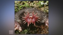 The star-nosed mole is the world's fastest-eating mammal