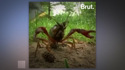 The Louisiana crayfish is invading the German capital