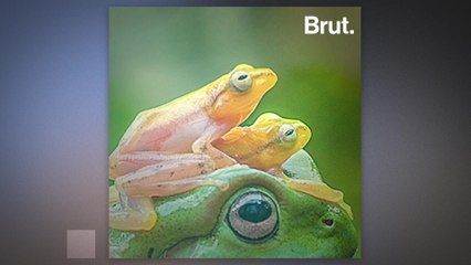 The dirty tricks that lie behind wildlife photography