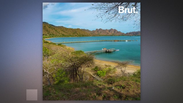 Komodo dragons are the world's largest lizards