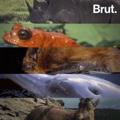 5 species to go extinct since 2000