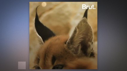 How do caracals use their ears?