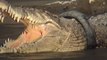 Indonesia : a crocodile trapped in a tire