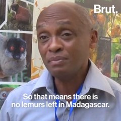 Madagascar's famous lemurs soon to go extinct?