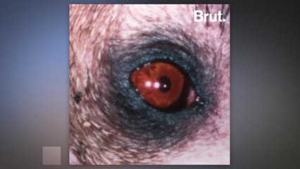 The aye aye is on the brink of extinction