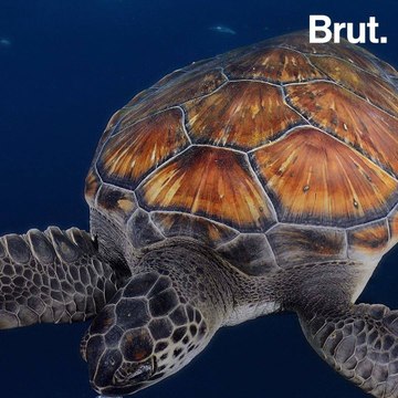 4 reasons to be optimistic about the environment in 2018