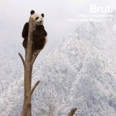 China's got a new plan to protect giant pandas