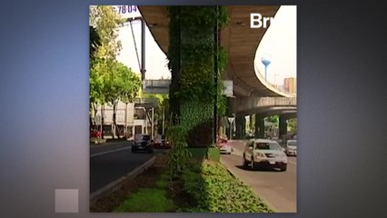 The "Green Way" project is expanding in Mexico city