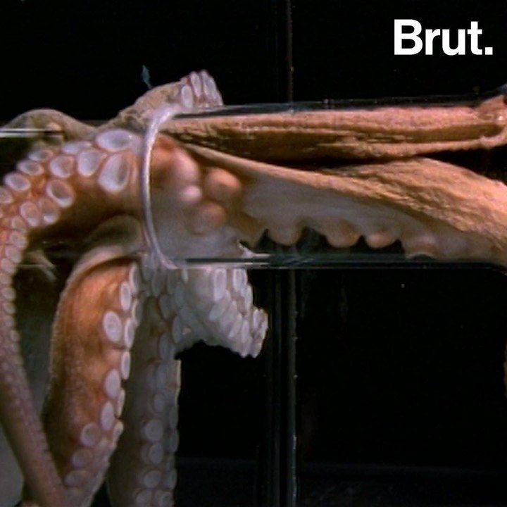 The octopus is very good at fleeing away from p...