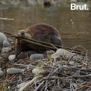 Beavers are some of the few mammals that alter their natural environment