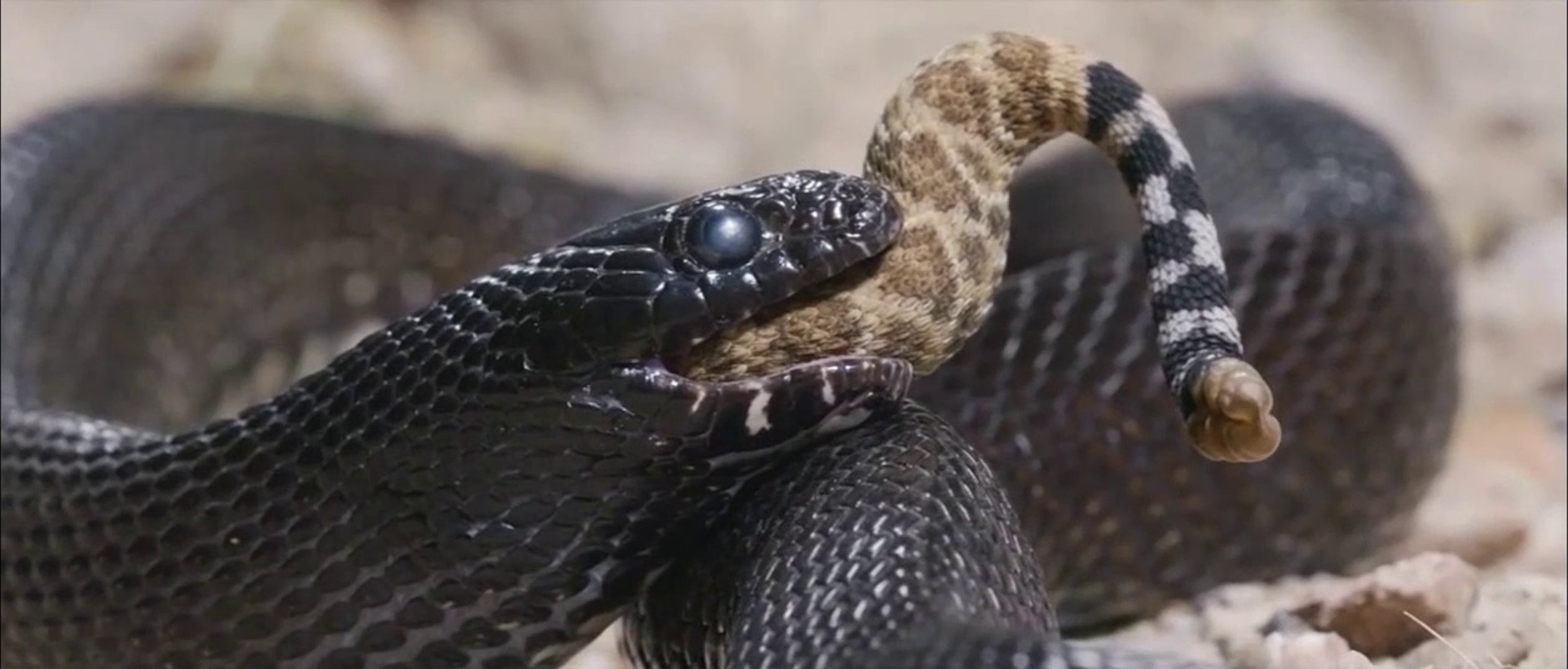 ⁣The Kingsnake eat to other snake | wild animal