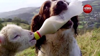 Dog saved the Monkey from the iron cage