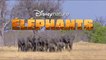 Éléphants Film Documentaire