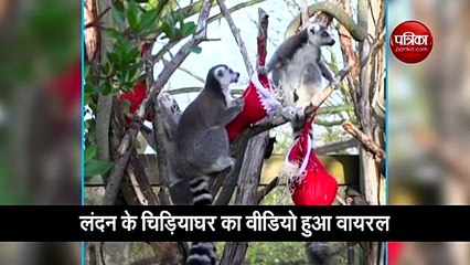 वीडियो: जब जानवरों को दिए गए क्रिसमस के तोहफे, सबने खोल कर देखे