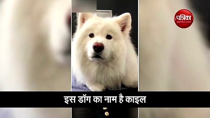 इस डॉग का नाम है 'काइल', वीडियो देखकर आप भी इसके फैन हो जाएंगे!