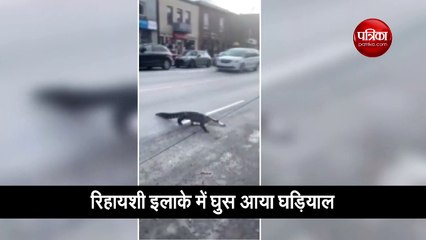 लंच करने गए कर्मचारी तो चुपके से घड़ियाल हुआ फरार, सड़कों पर घूमते हुए वीडियो वायरल