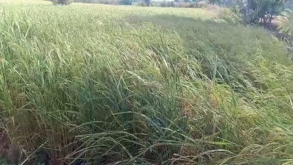 Young farmer doing better farming in katni
