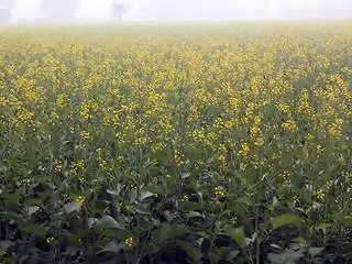 Winter is such that the bonfires are burnt during the day