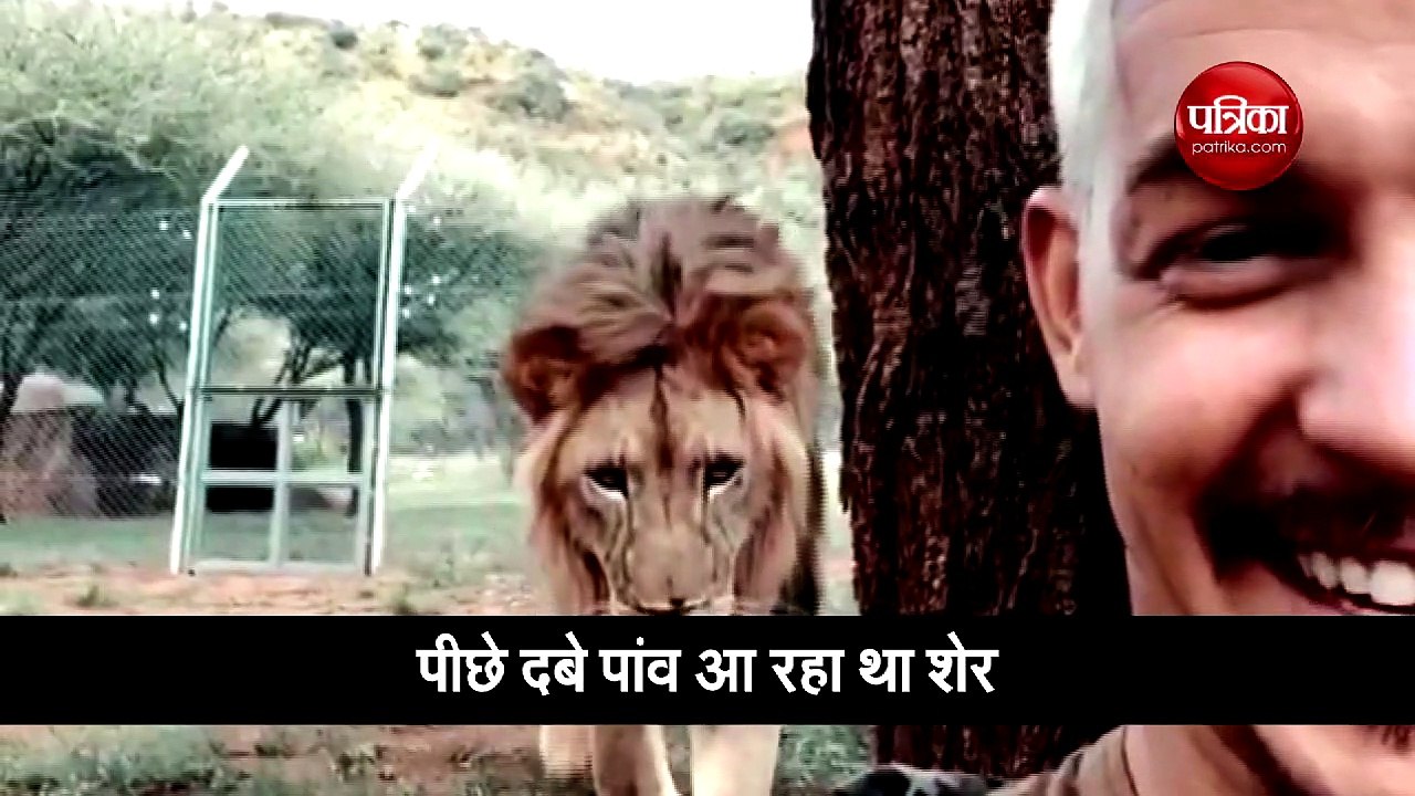 वीडियो : पेड़ के पीछे बैठा था शख्स, पीछे दबे पांव आ रहा था शेर तभी हुआ कुछ ऐसा
