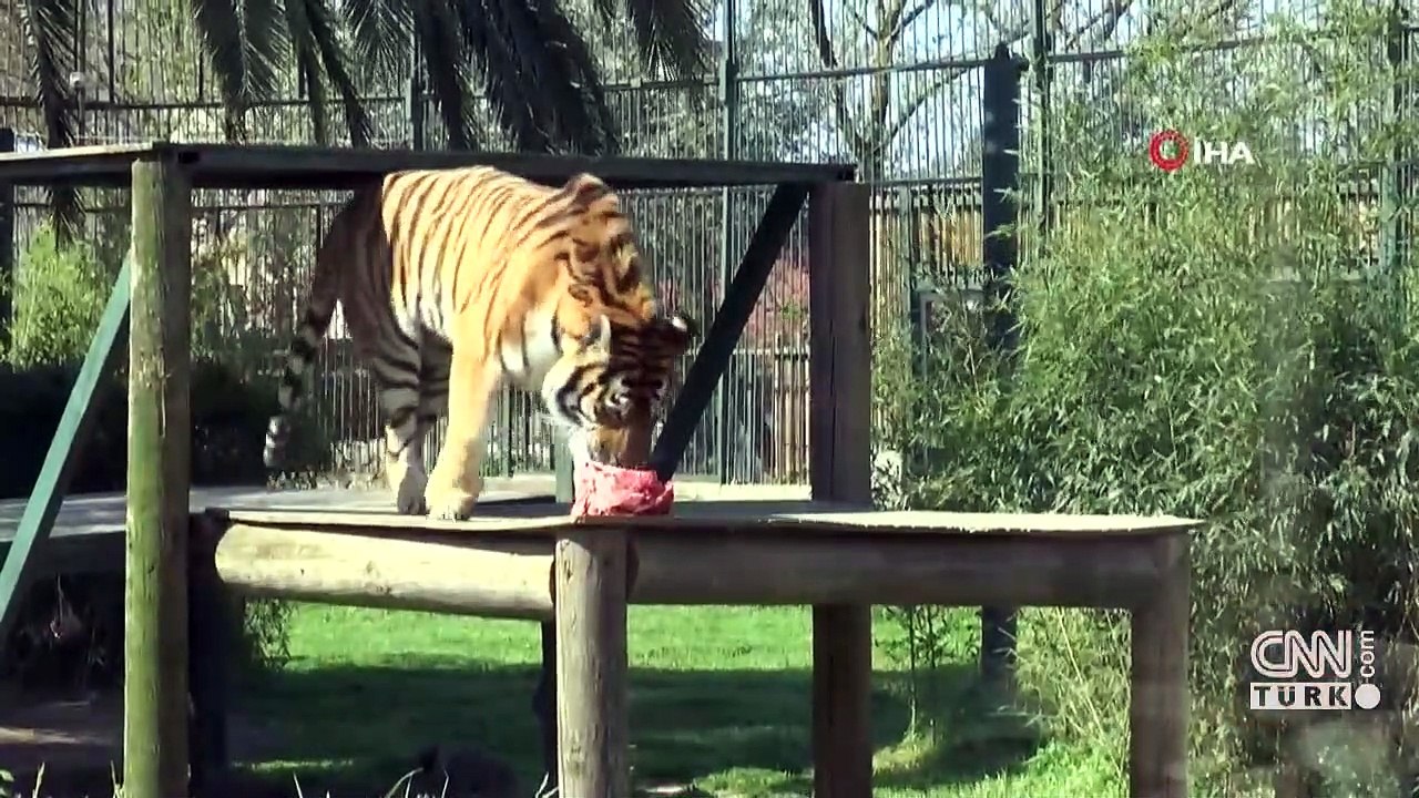Hayvanat bahçesinde sıkı tedbirler