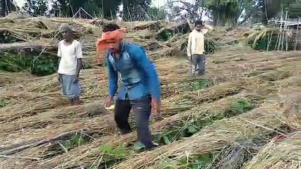 Pan crop wasted due to rain in katni