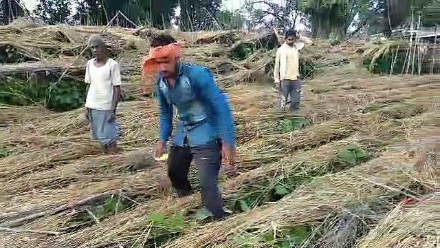 Pan crop wasted due to rain in katni
