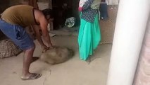 जंगली जानवर ने महिला पर किया हमला