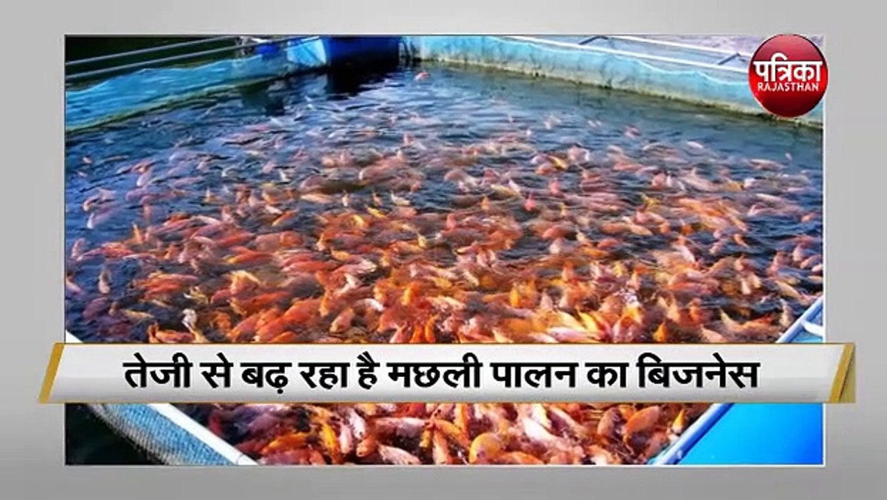 तेजी से बढ़ रहा है मछली पालन का बिजनेस