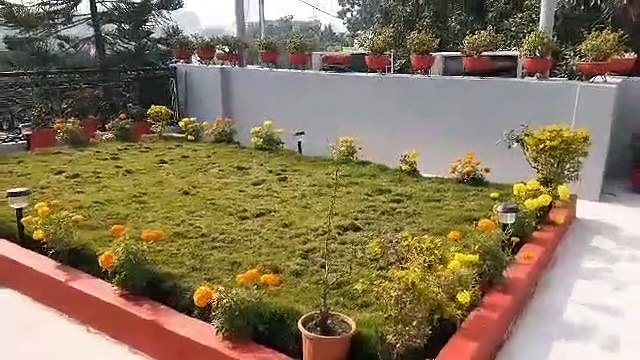 Decorated air purified plants at home