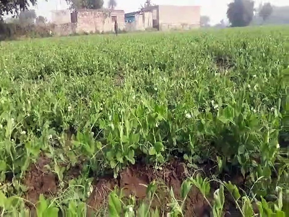 इस बार गोल्डन किस्म की मटर किसानों के लिए बरसाएगी सोना