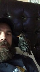 A European Starling Talking to his Dad