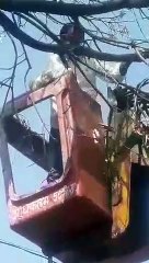 Cat caught in tree, rescued