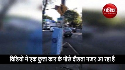 मालिक ने कुत्ते के साथ किया ऐसा सलूक, फिर भी डॉग ने दिखाई वफादारी, वीडियो देख पसीज जाएगा दिल