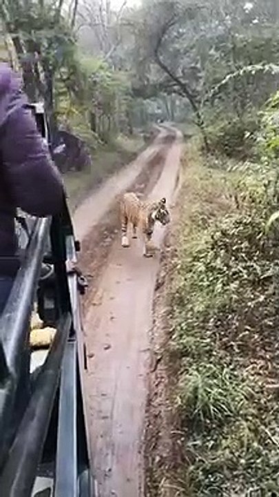 रणथम्भौर: कैंटर के पीछे दौड़ी बाघिन, हलक में आई...