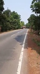 दंतैल को सामने देख किसान के उड़े होश, टै्रक्टर से कूदकर बचाई जान