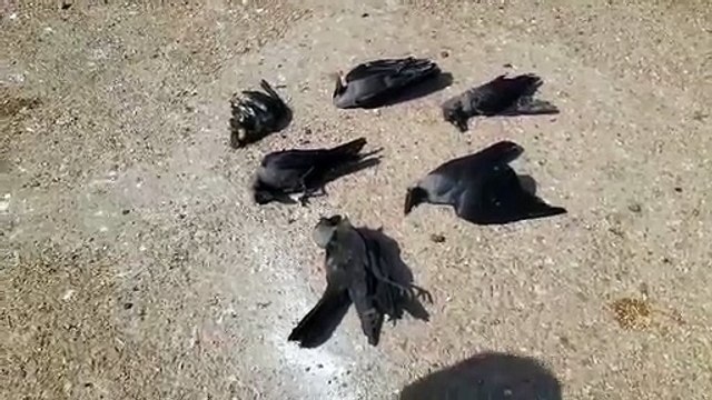 नहीं थम रहा कौओं की मौत का सिलसिला