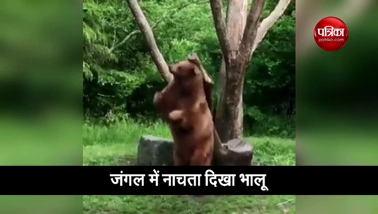 जंगल में दिखा डांसिंग स्टार का जलवा, भालू के मूव्स देख लोग रह गए दंग